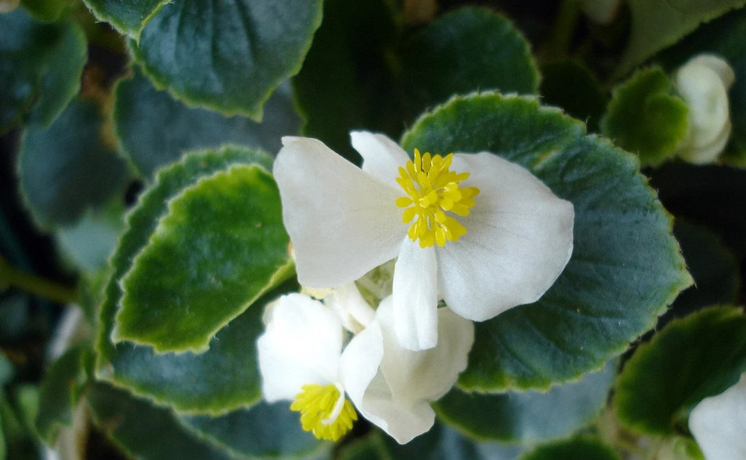 Begonia White Flower Seeds for Planting - 100 pcs