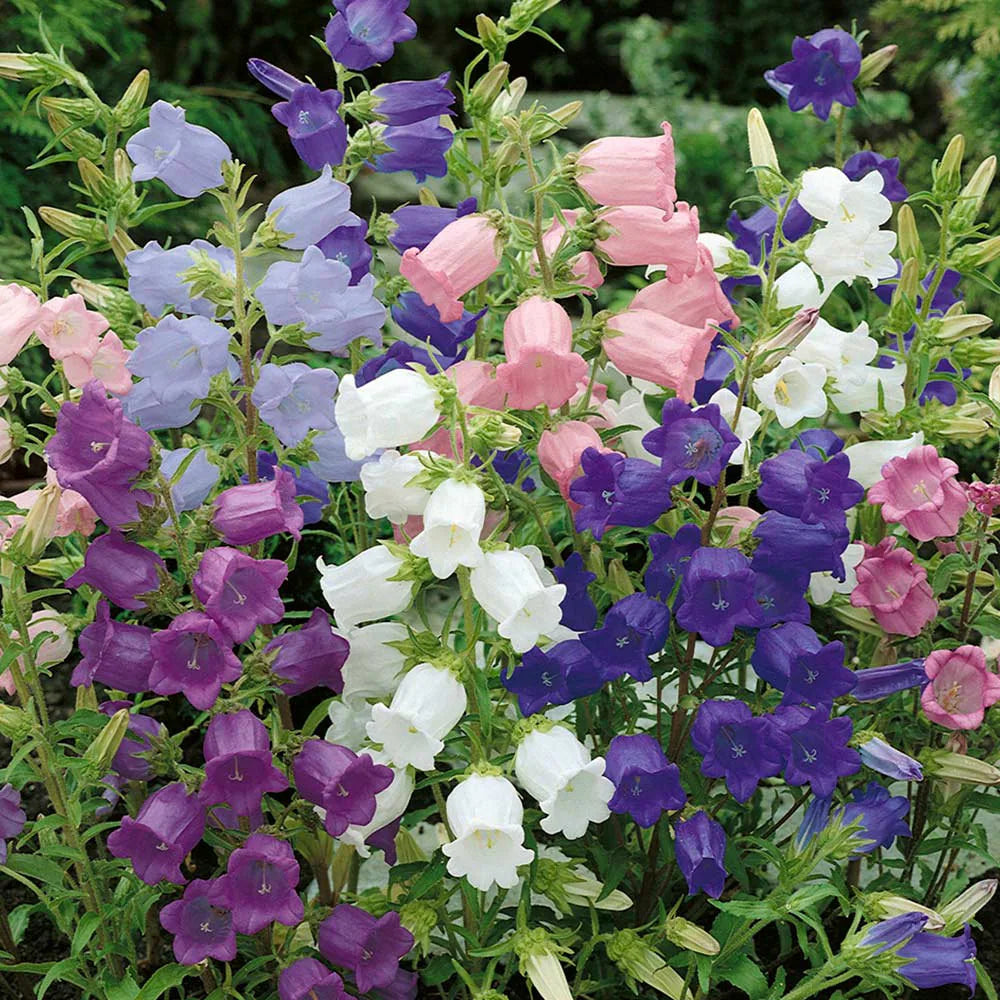 Mixed Canterbury Bells Flower Seeds for Planting – Heirloom, Non-GMO, High Germination Garden Seeds