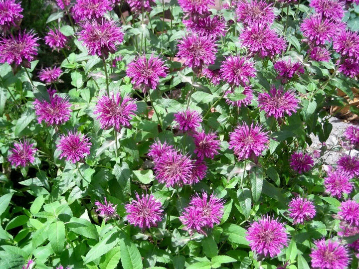 Heirloom Non-GMO Monarda Flower Seeds for Planting – Bee Balm Blooms for Pollinator Gardens