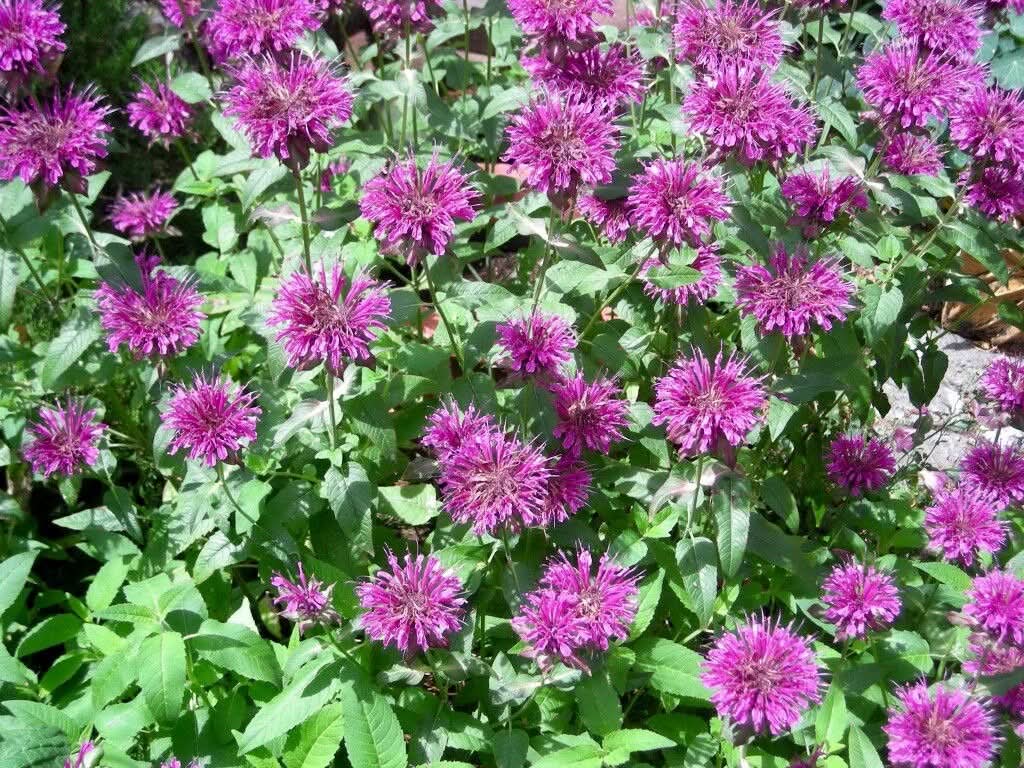 heirloom non flower seeds