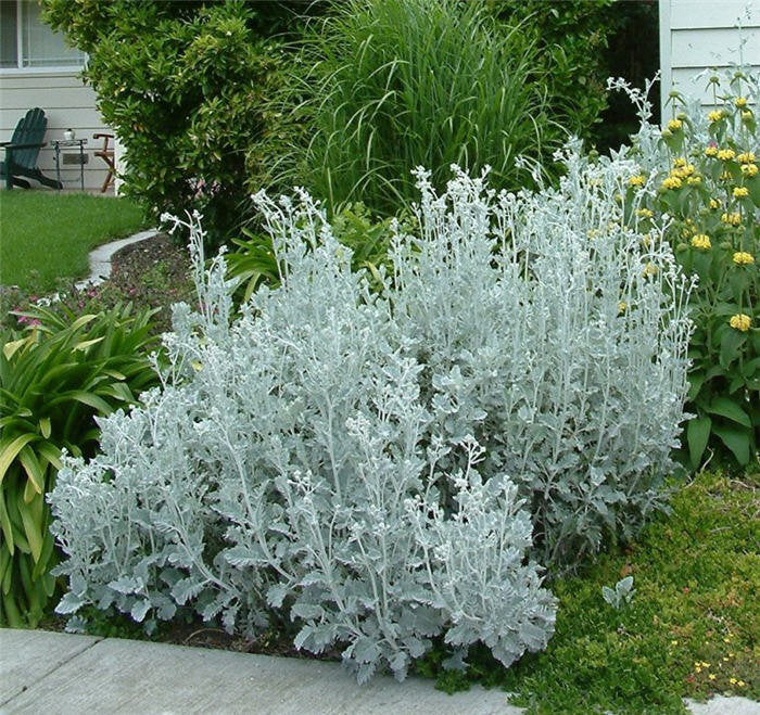 dusty miller flower seeds