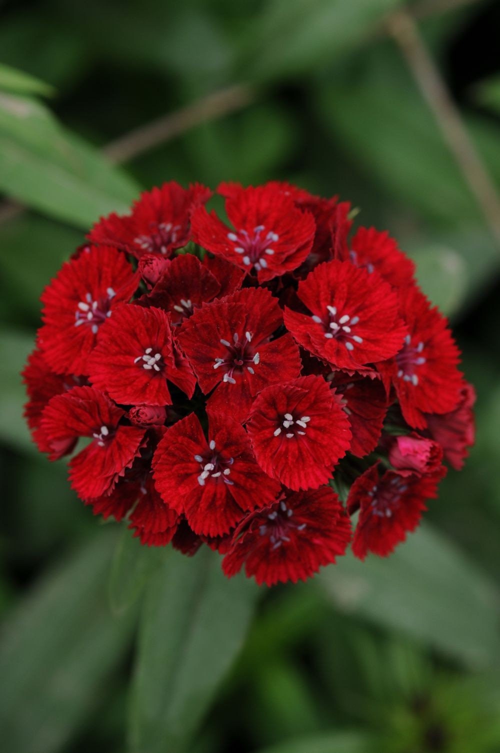 dianthus dunetti flower seeds