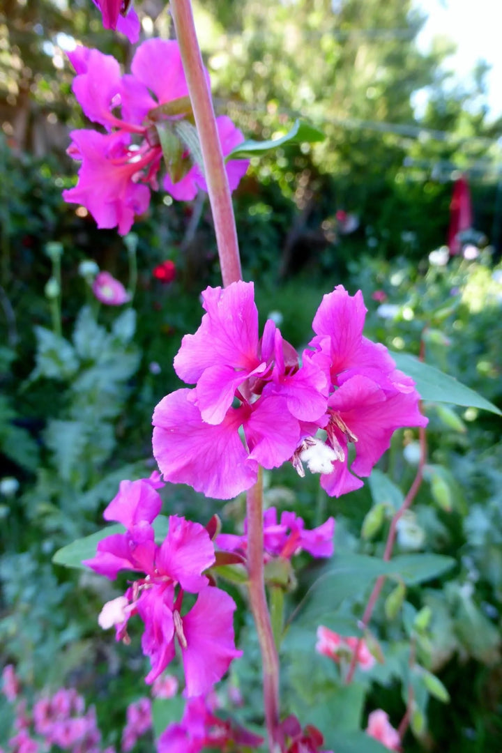 Lilla Elegant Clarkia blomsterfrø til plantning - 100 stk