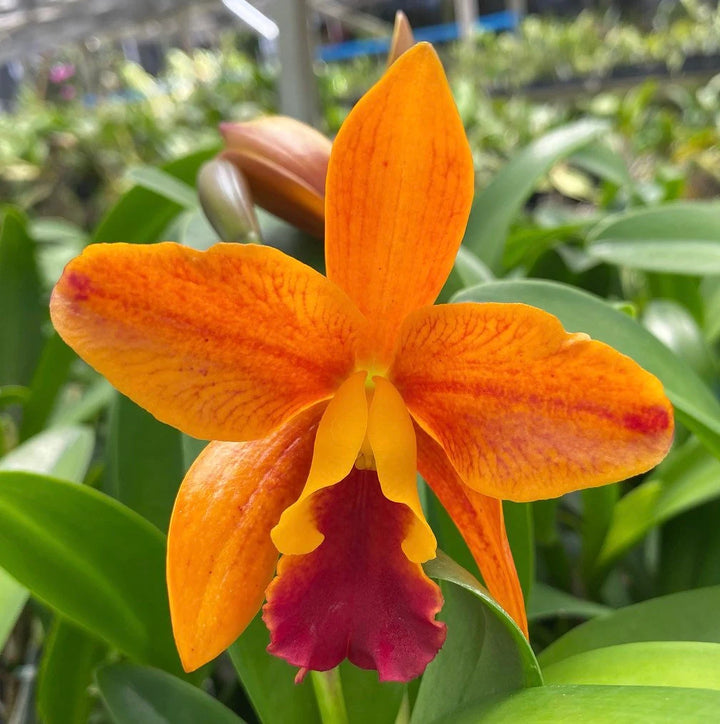 Friske Cattleya blomsterfrø til udplantning, Orange 100 stk