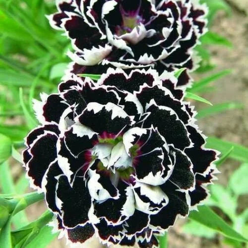 Carnations Black Flower Seeds for Planting - 100 pcs