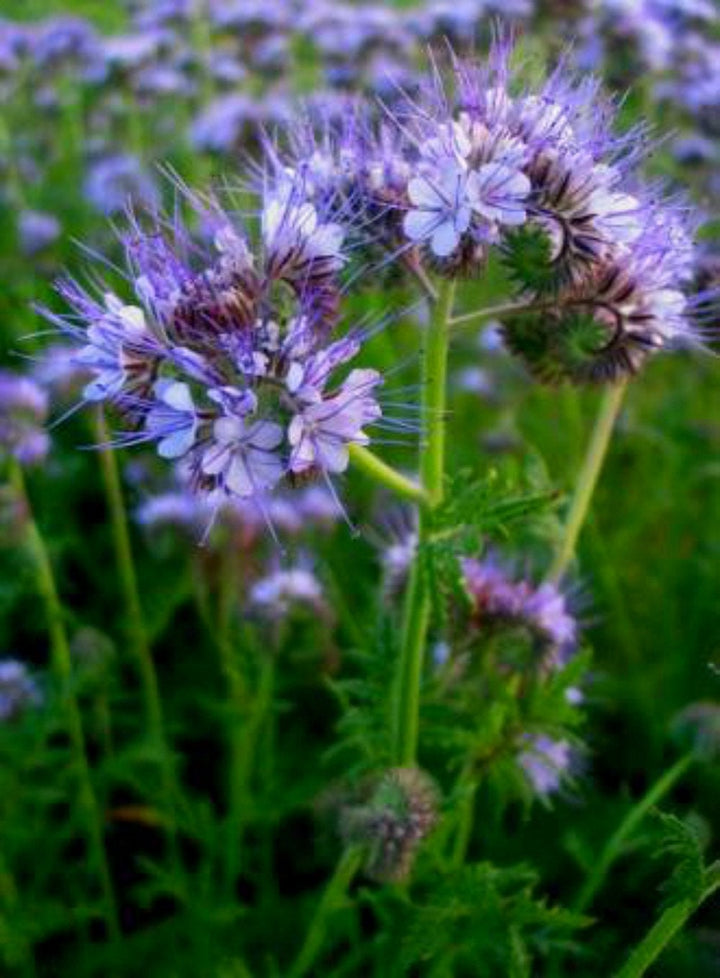 Fiddleneck Blomsterfrø til Plantning 100 stk