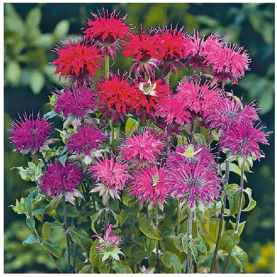 monarda bee flower seeds