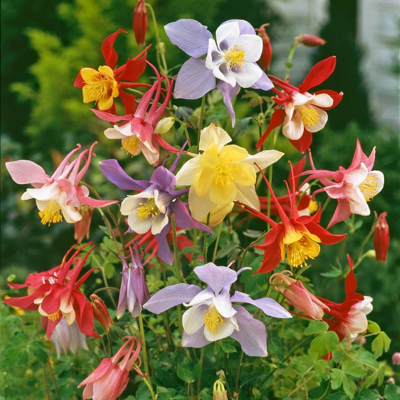 mckana giant flower seeds