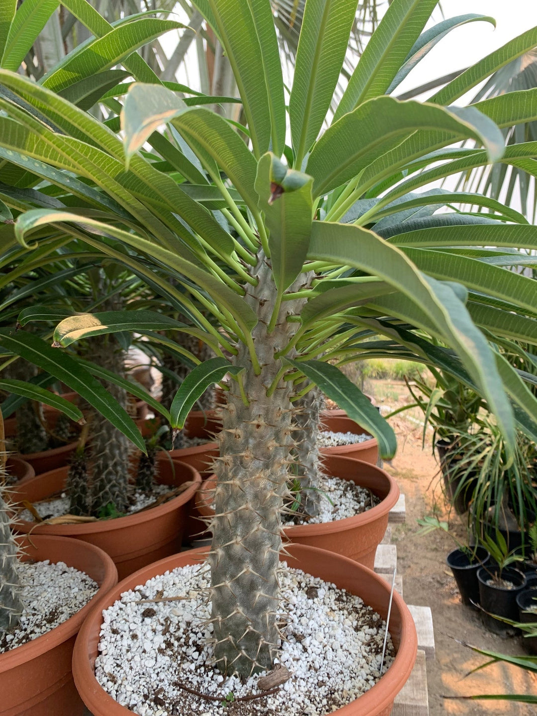 white pachypodium flower seeds