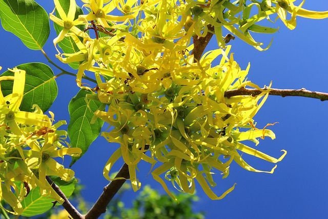 Ylang-Ylang Flower Seeds for Planting - 100 pcs