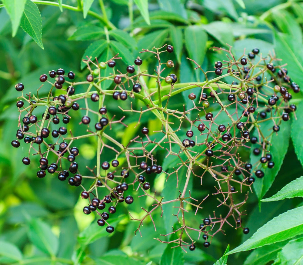 Brown Zanthoxylum Plant Seeds for Planting - 100 pcs