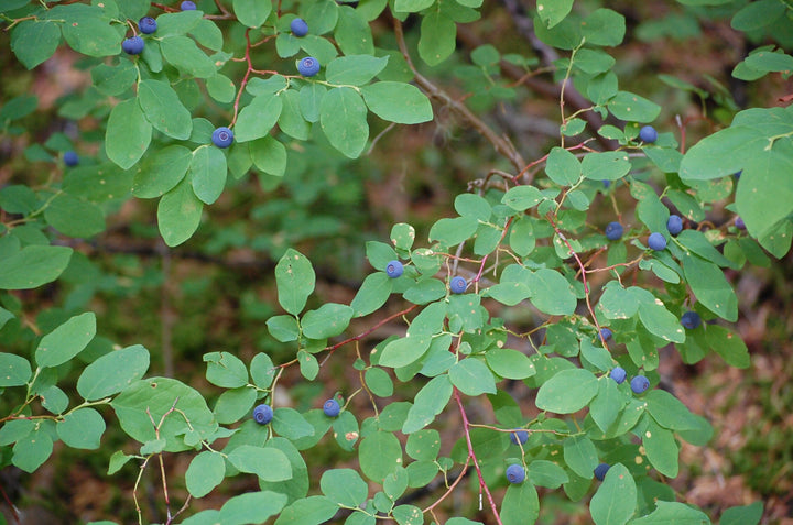 Mountain Huckleberry Bush frø til plantning 100 stk