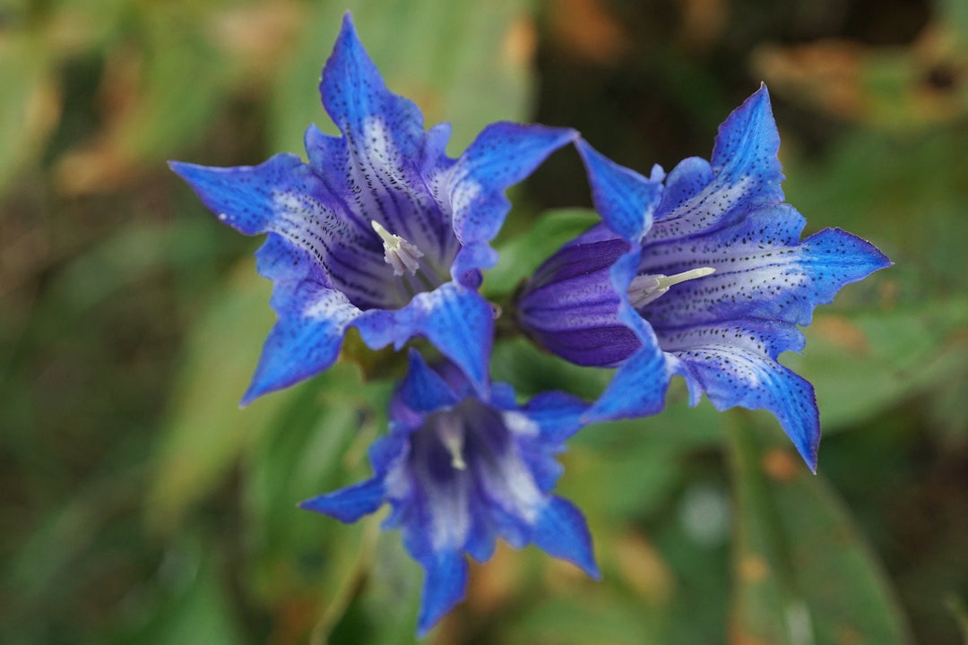 Blå Gentiana blomsterfrø til plantning - 100 stk