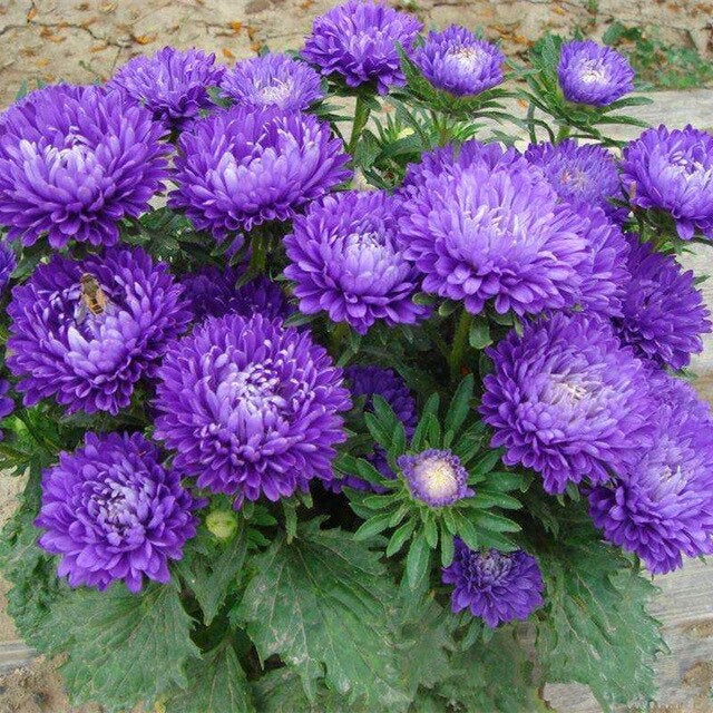 Aster Blomsterfrø til Plantning 100 stk