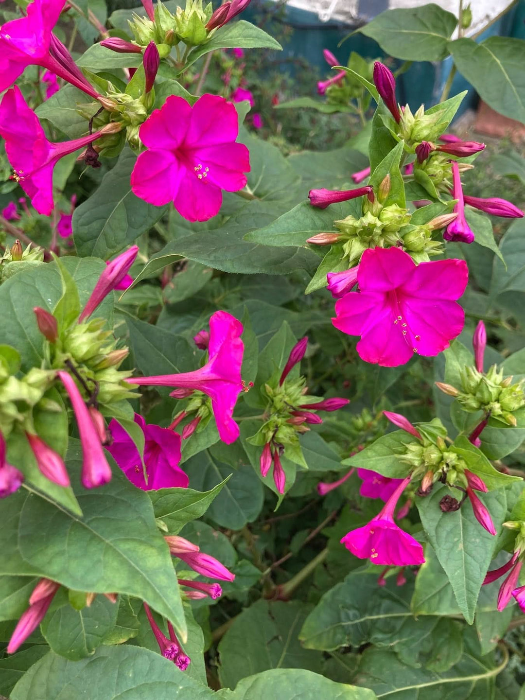 heirloom non flower seeds