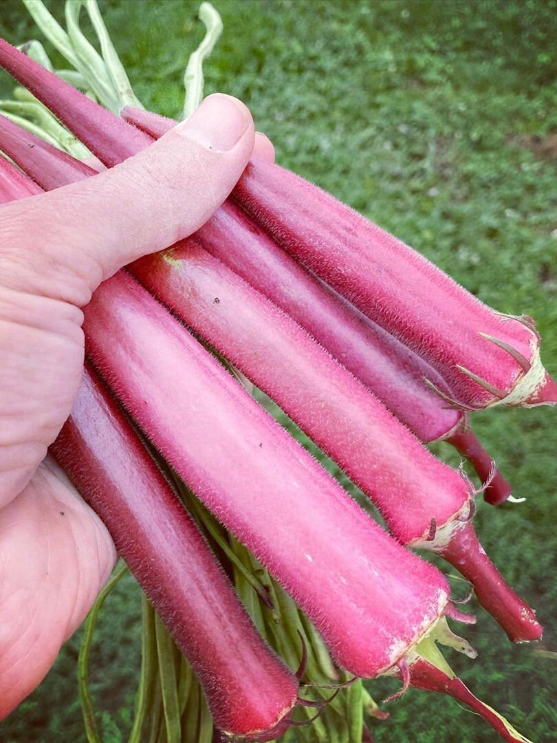 Okinawa Pink Okra Seeds for Planting