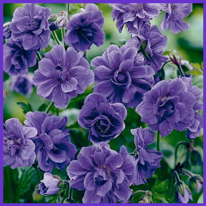Double Purple Geranium - Flower Seeds - Heirloom Non-GMO Seeds for Planting