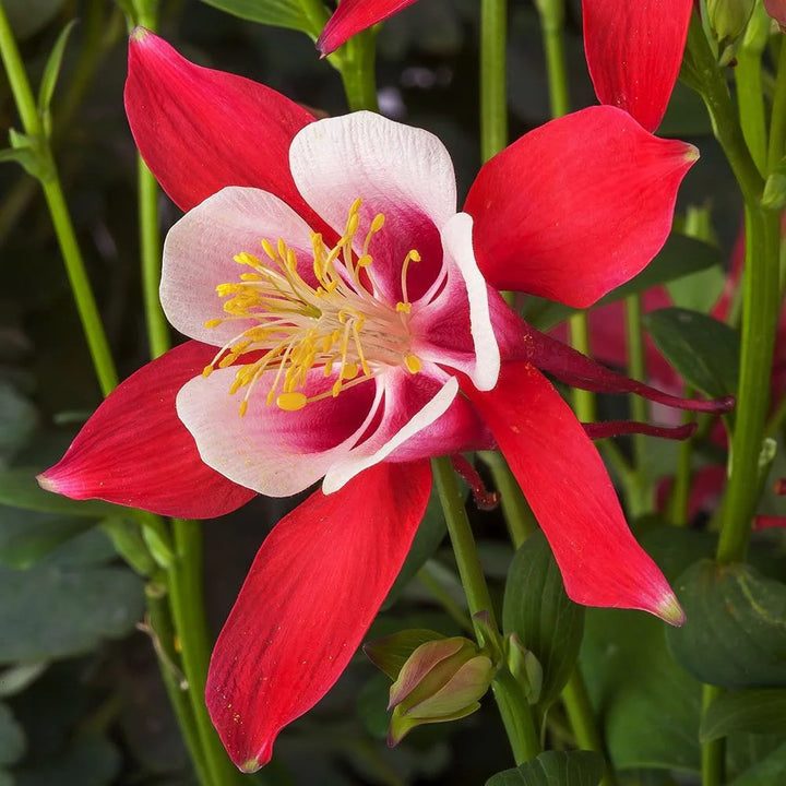 Aquilegia Flower Seeds for Planting White Red 100 pcs