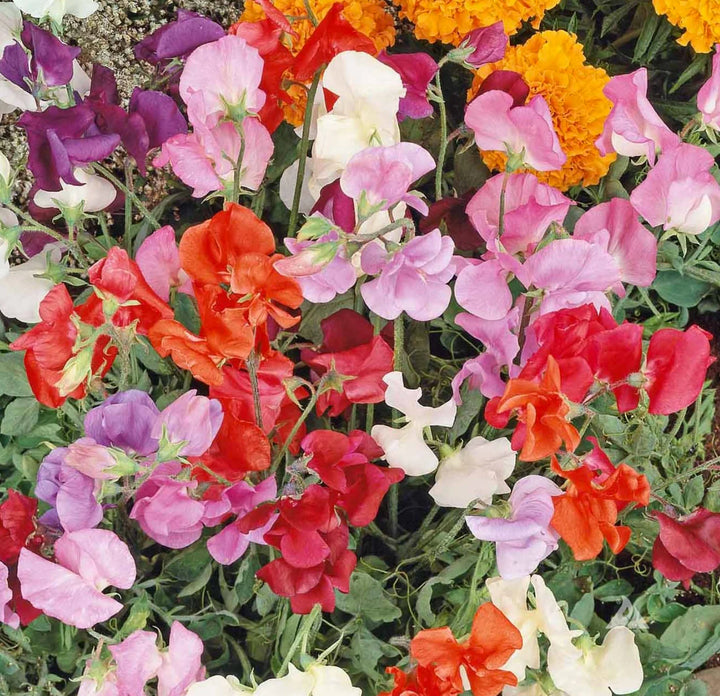 Heirloom Non-GMO Sweet Pea Knee Flower Seeds for Planting – Fragrant Climbing Blooms | High Germination