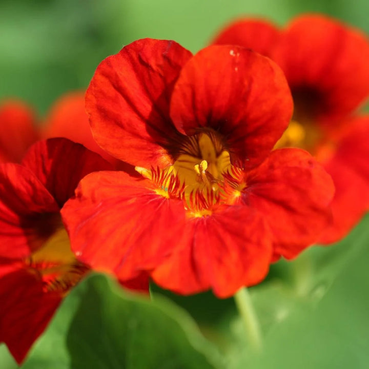 Heirloom Non-GMO Nasturtium Flower Seeds for Planting – Edible, High Germination Vibrant Blooms