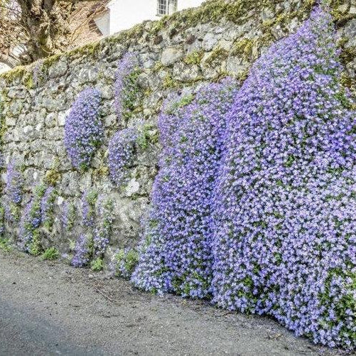 Klippekarse Blomsterfrø til udplantning - Lyseblå 100 stk