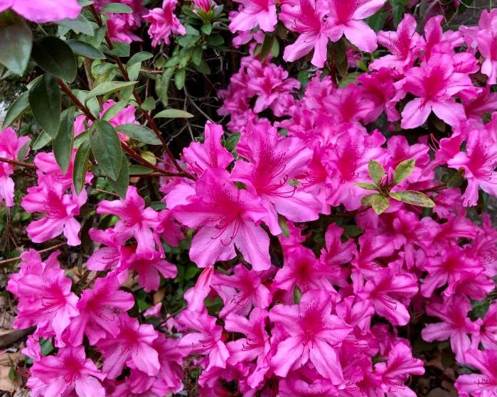 Azalea Blomsterfrø til udplantning 100 stk