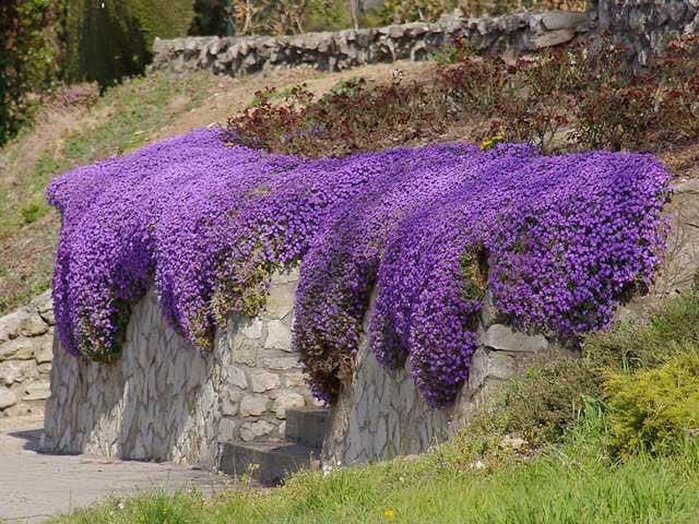 Aubrieta Blomsterfrø til Plantning Mørkeblå 100 stk