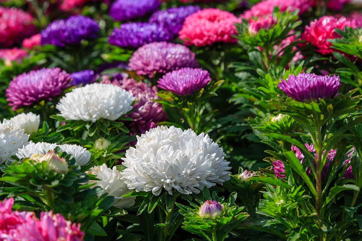 Multi Asters Giants Blomsterfrø til udplantning - 100 stk