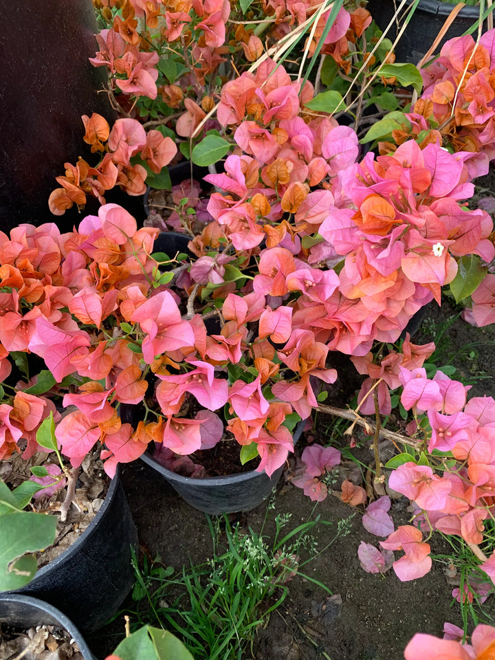 Orange Pink Bougainvillea Flower Seeds for Planting – Heirloom, Non-GMO, High Germination Climbing Seeds