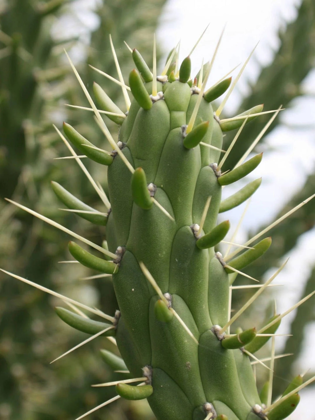 Grønne Austrocylindropuntia plantefrø til plantning - 100 stk