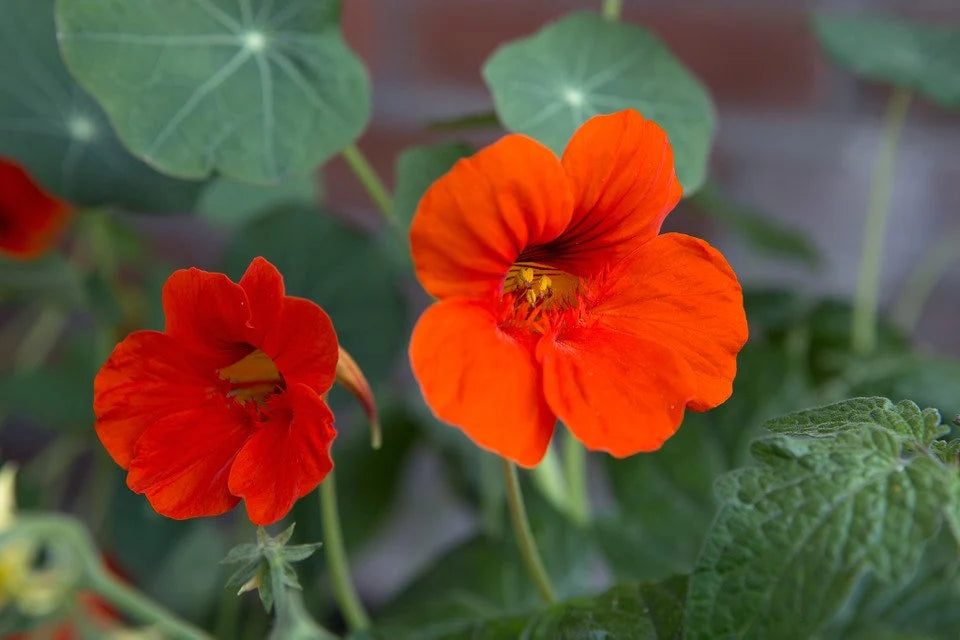 Orange Tropaeolum Majus Flower Seeds - 100 pcs