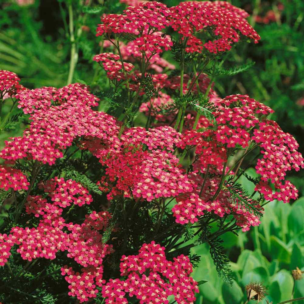 Red Yarrow Flower Seeds for Planting 100 pcs