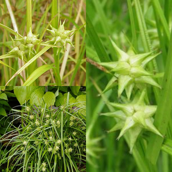 Carex Grayi Seeds for Planting – Ornamental Grass, Unique Mace-Like Seed Heads, Heirloom, Non-GMO Garden Seeds