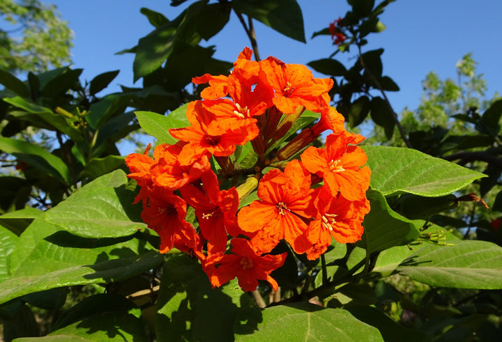 Orange Cordia Sebestena Flower Seeds for Planting - 100 pcs