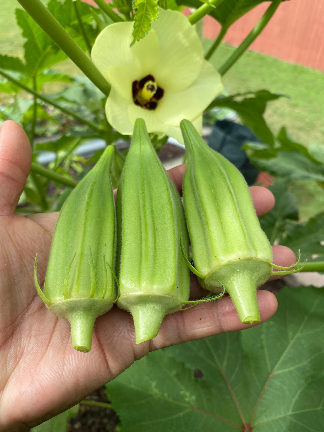 Star of David Okra Seeds for Planting – Heirloom, Non-GMO Vegetable Seeds for Home Garden & Organic Growing
