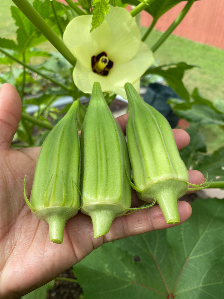 Star of David Okra Seeds for Planting – Heirloom, Non-GMO Vegetable Seeds for Home Garden & Organic Growing