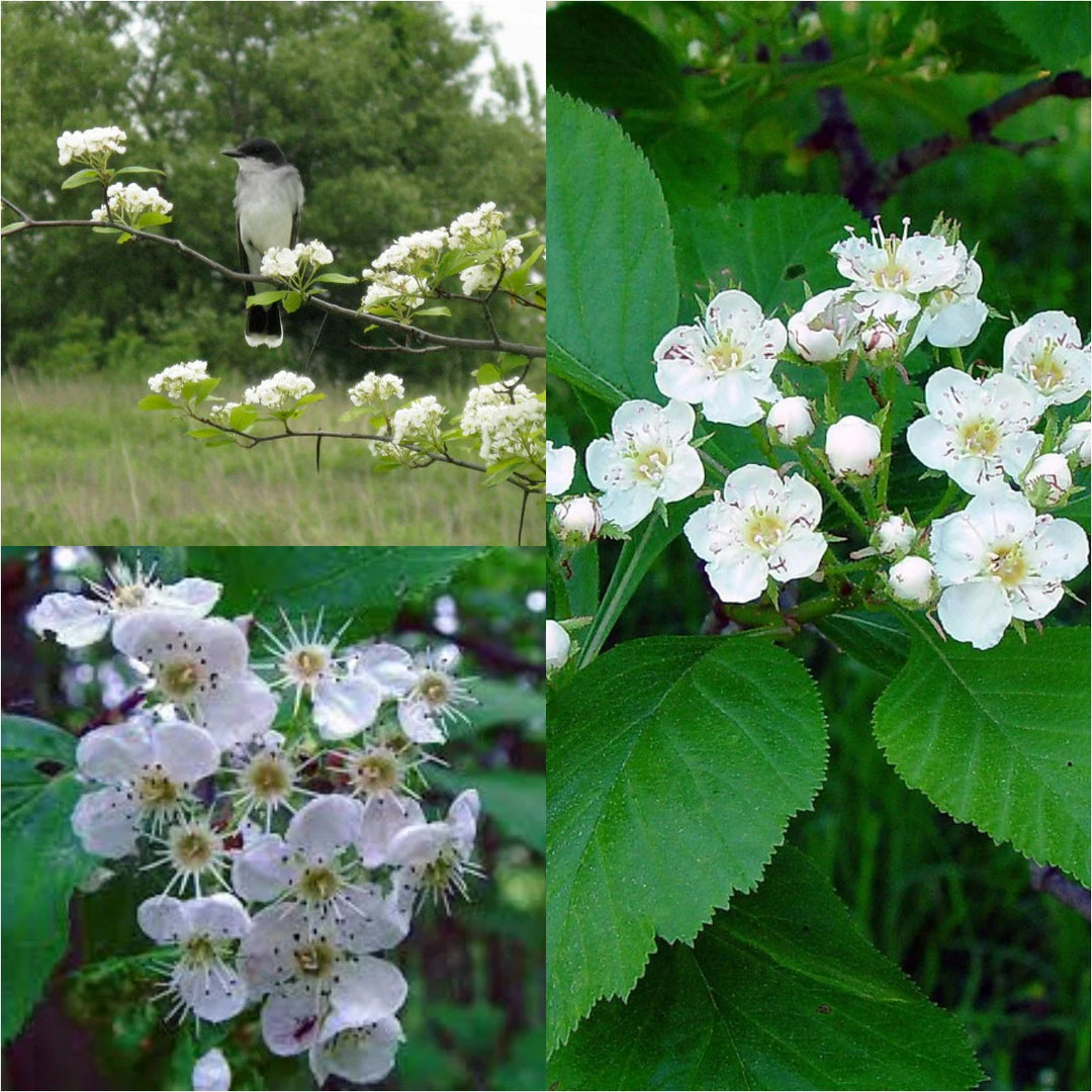 White Crataegus Flower Seeds for Planting - 100 pcs