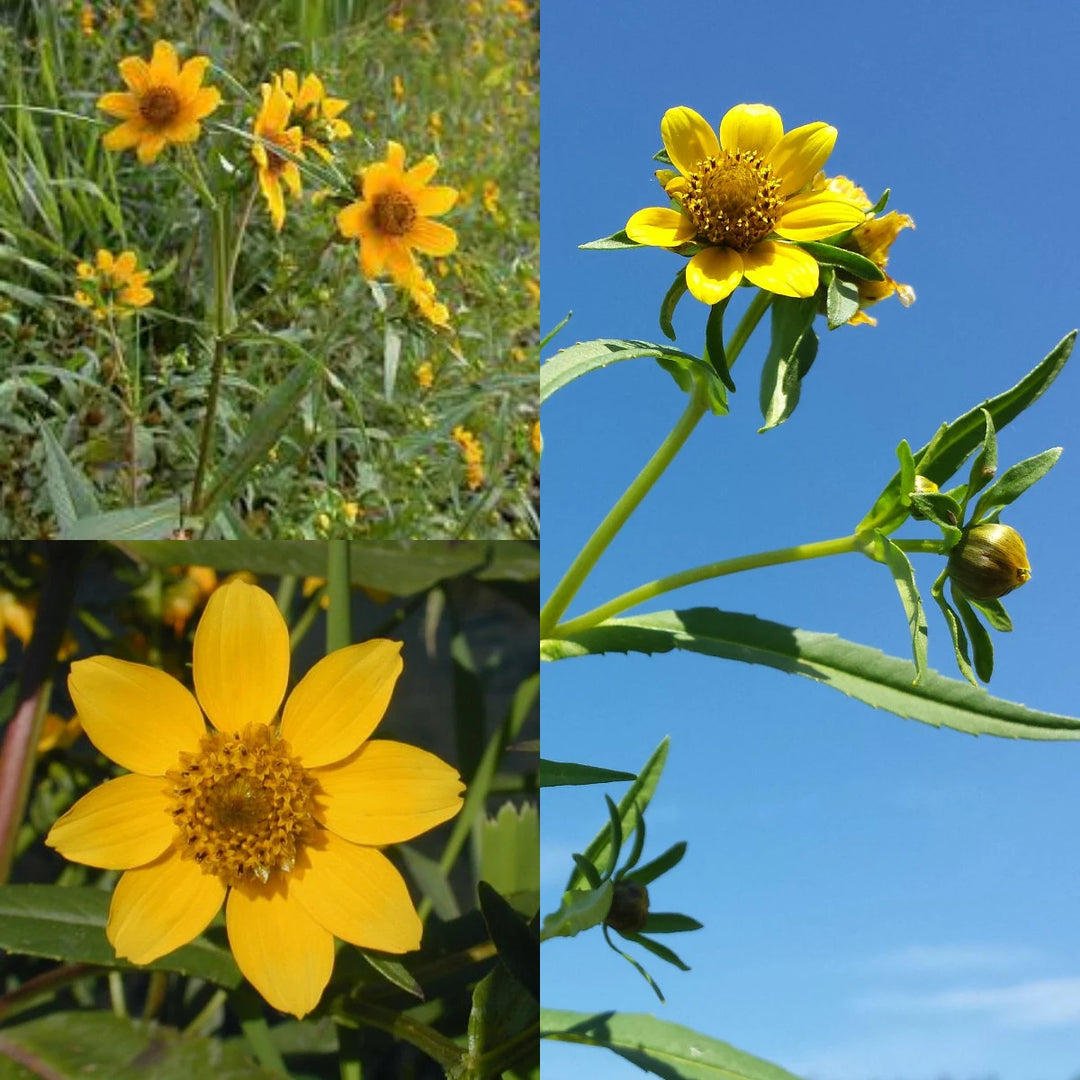 Bidens Cernua Blomsterfrø til udplantning - 100 stk