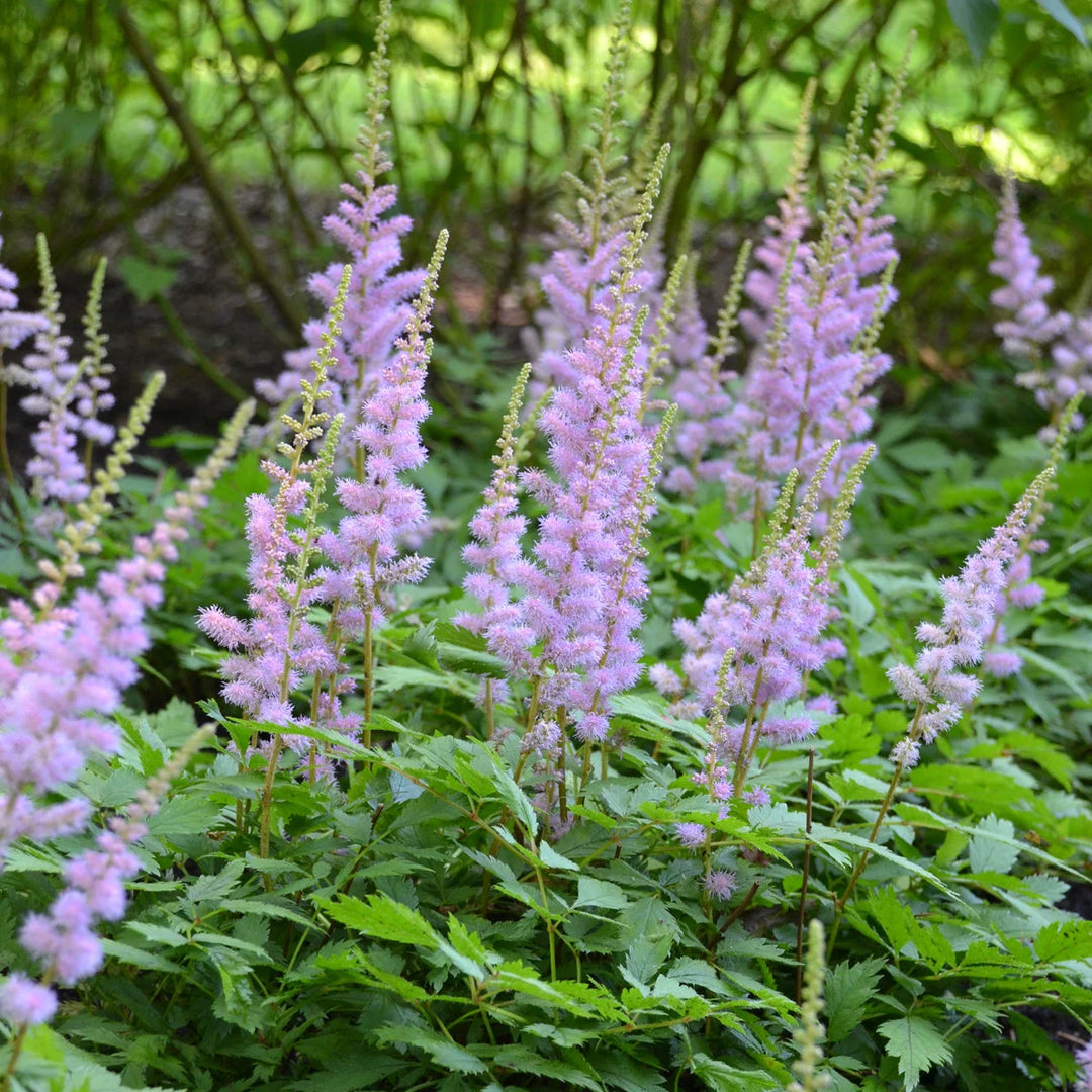 Astilbe Pumila Flower Seeds for Planting - 100 pcs