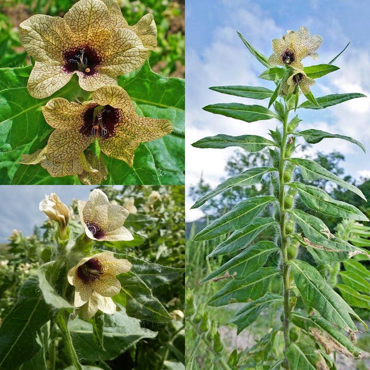 Cream Henbane Flower Seeds for Planting, 100 pcs