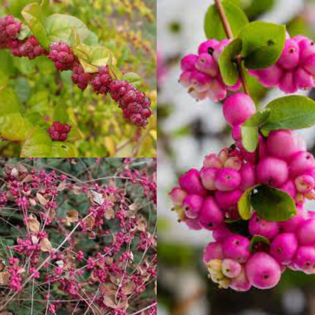 Rare Coralberry Symphoricarpos Orbiculatus Seeds for Garden Enthusiasts  100 pcs