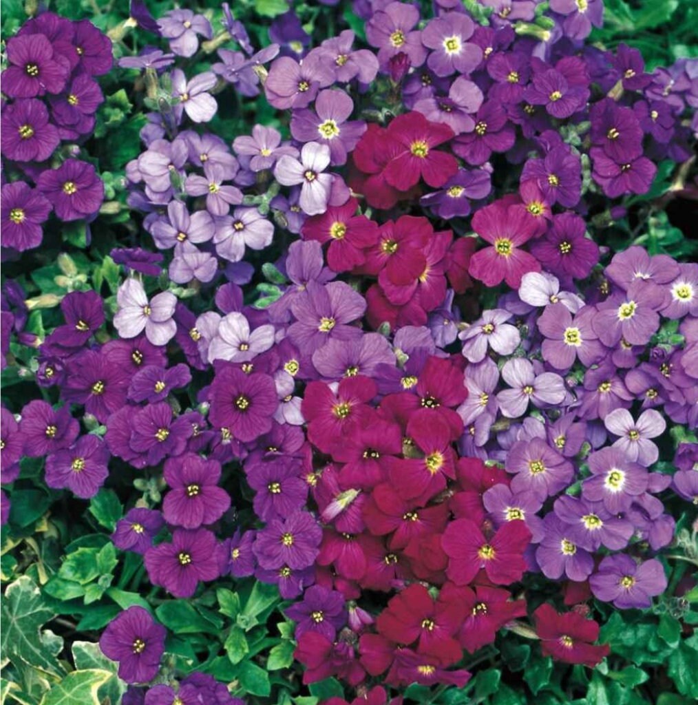 Rock Cress Flower Seeds for Planting, Mix 100 pcs