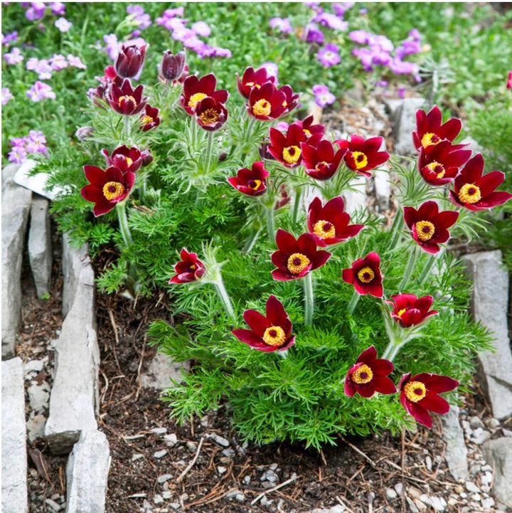 Heirloom Non-GMO Red Anemone Pulsatilla Flower Seeds for Planting – Bright Perennial Garden Seeds