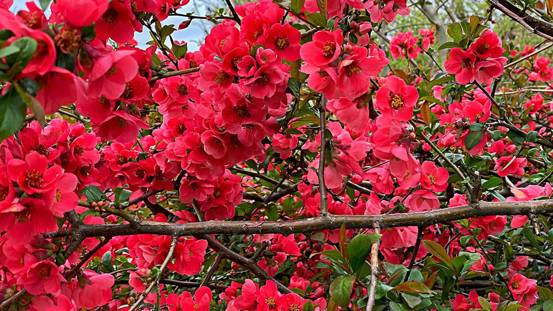 Organic Heirloom Chaenomeles Flower Seeds for Planting – Unique Variety Non-GMO Shrub Blooms, High Germination