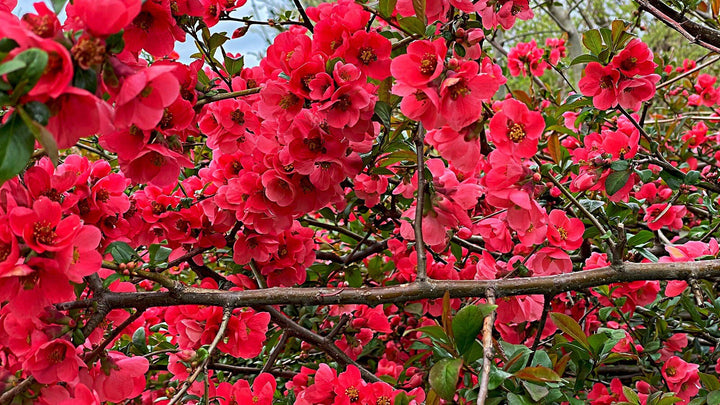 Organic Heirloom Chaenomeles Flower Seeds for Planting – Unique Variety Non-GMO Shrub Blooms, High Germination