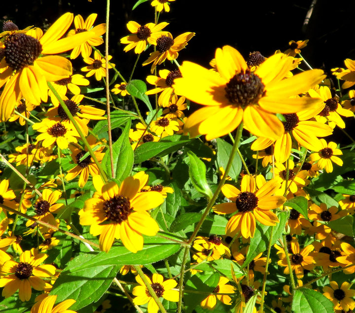 Gul Rudbeckia Triloba Blomsterfrø til plantning af vilde blomster 100 stk