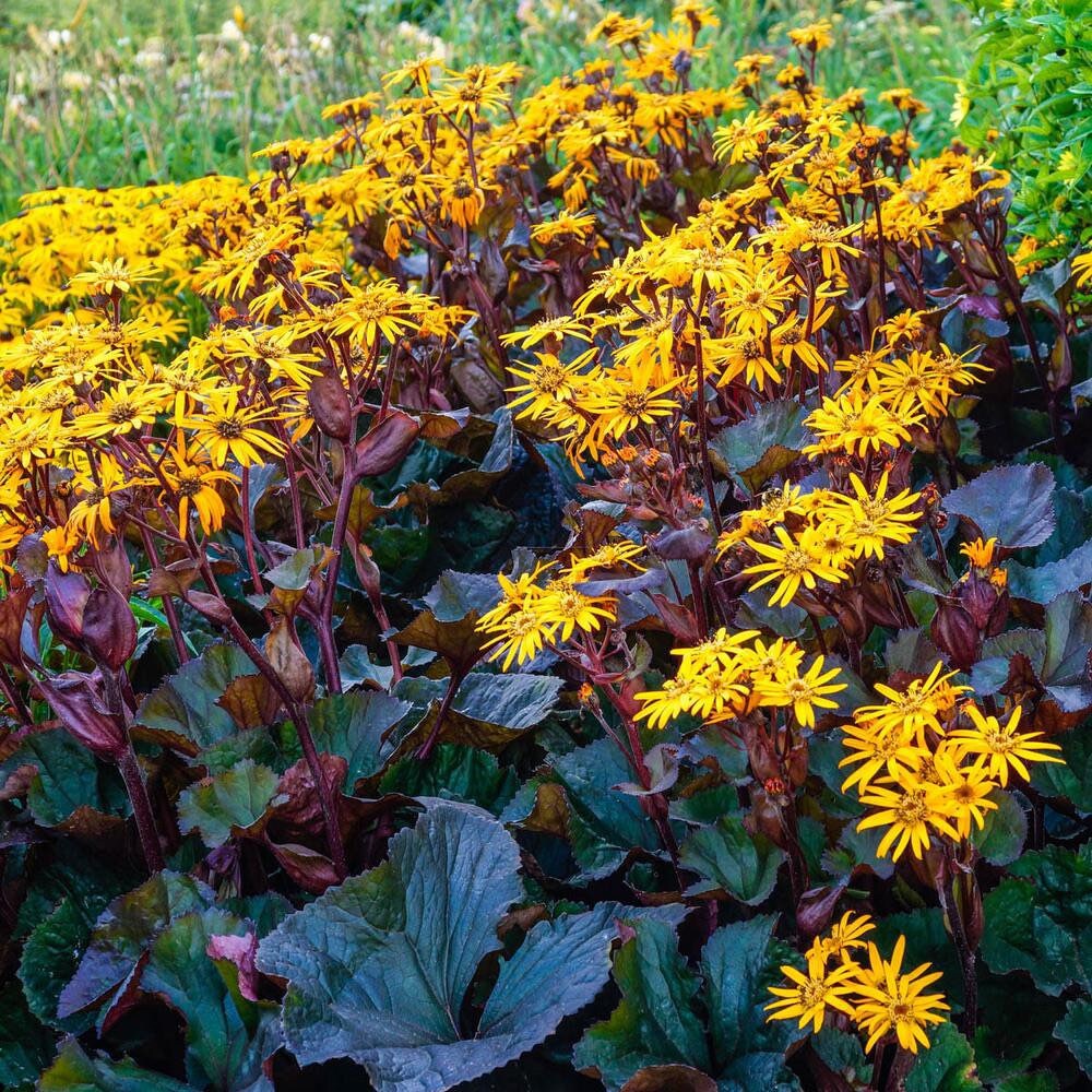 Heirloom Non-GMO Britt-Marie Crawford Flower Seeds for Planting – Bold Foliage and Garden Blooms | High Germination