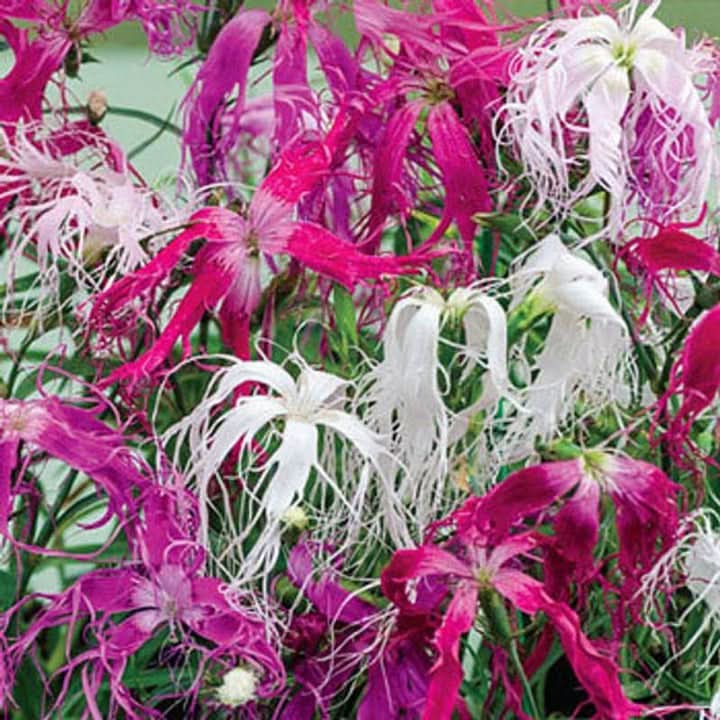 heirloom dianthus flower seeds