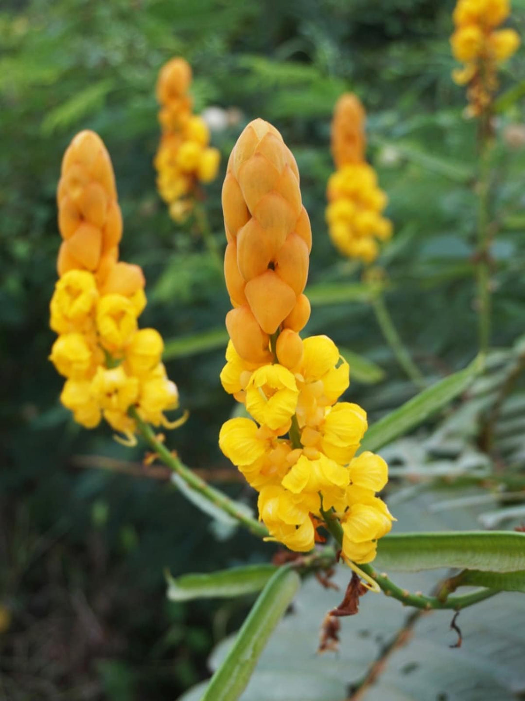 Yellow Cassia Candlestick Plant Seeds for Planting - 100 pcs