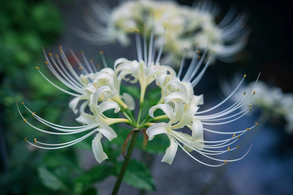 blue spider lilies meaning Lycoris Radiata Seeds – Heirloom Non-GMO – Neeraseeds